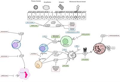 Monoclonal antibodies in the management of asthma: Dead ends, current status and future perspectives